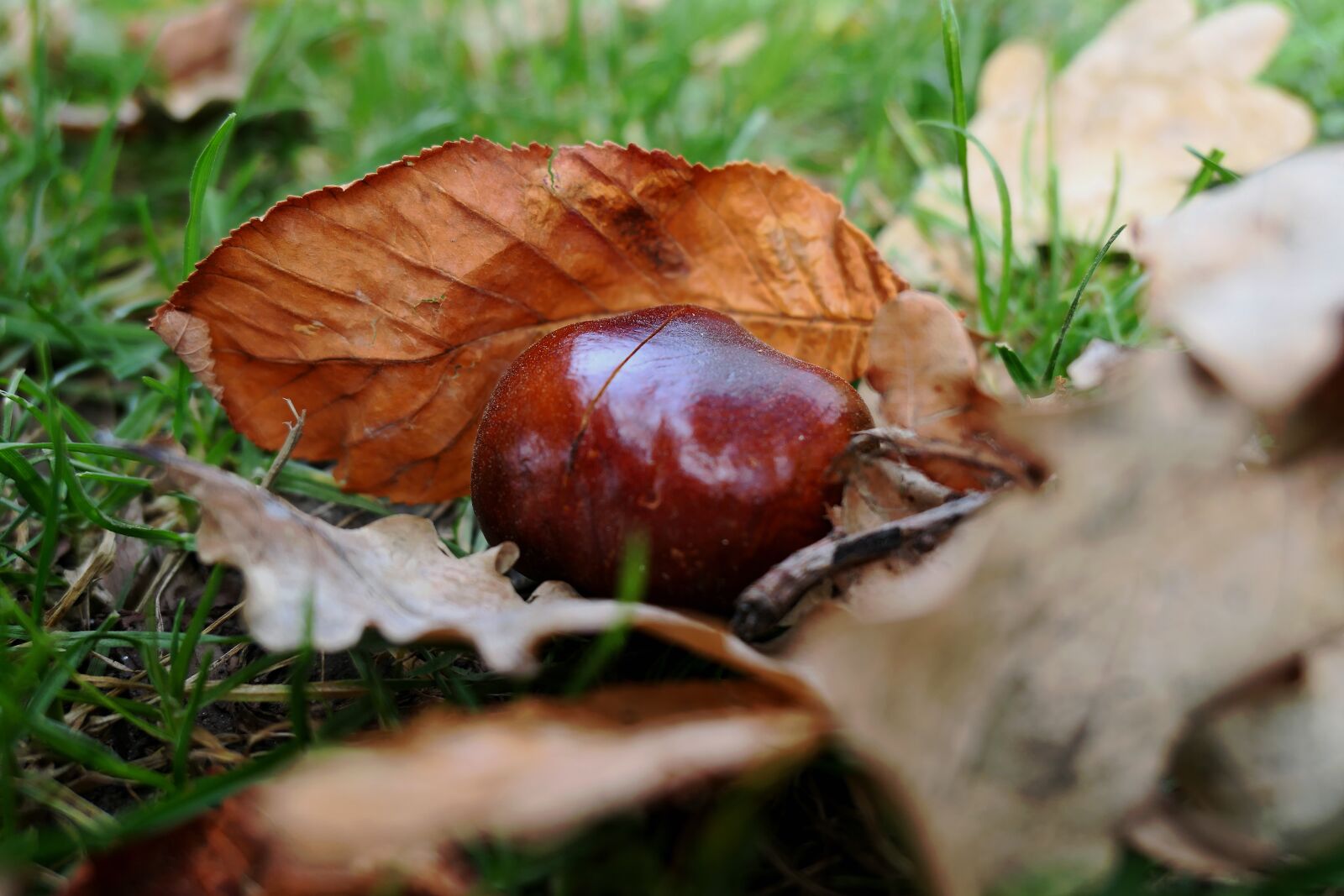 Panasonic Lumix DMC-LX10 (Lumix DMC-LX15) sample photo. Chestnut, fruit, maroni photography