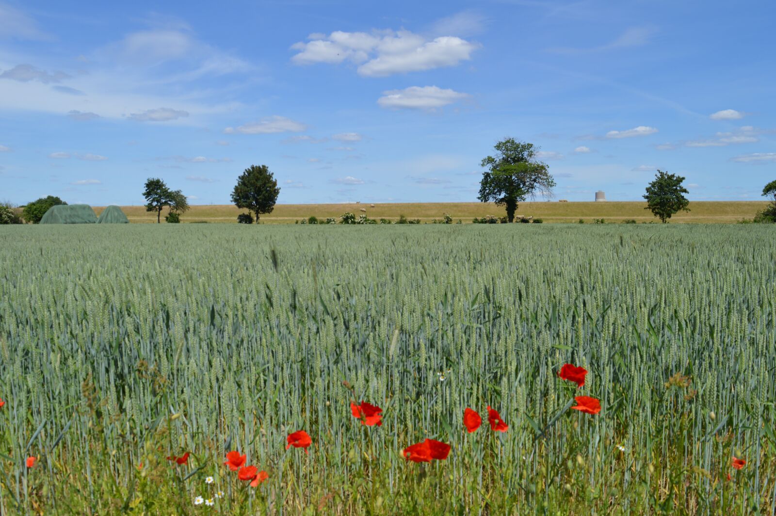 Nikon D3200 sample photo. Field, agriculture, wheat photography