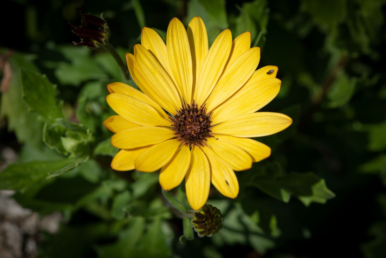 Nikon D750 sample photo. Flower, blossom, bloom photography