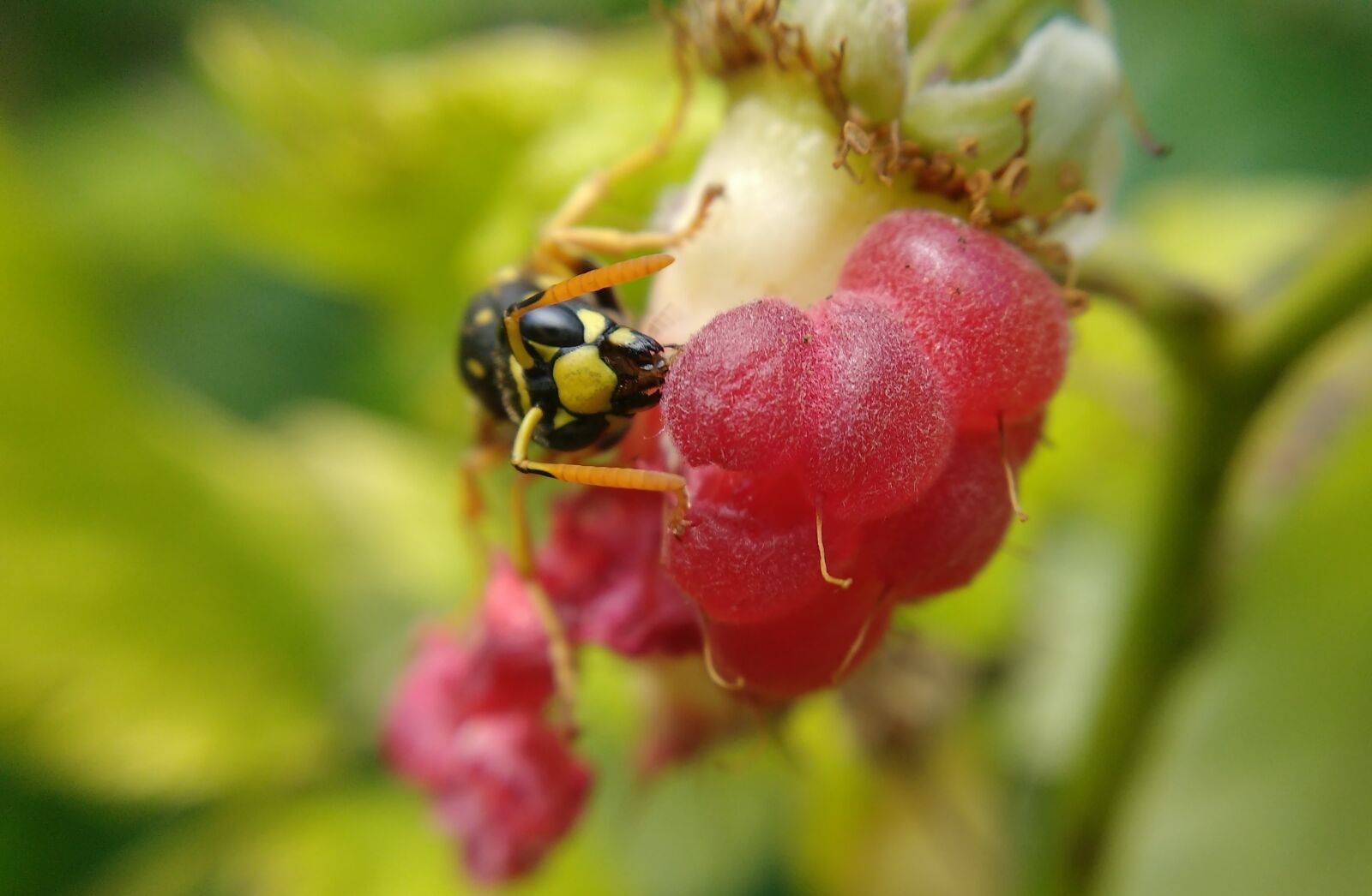 Motorola MotoG3 sample photo. Macro, raspberry, summer photography