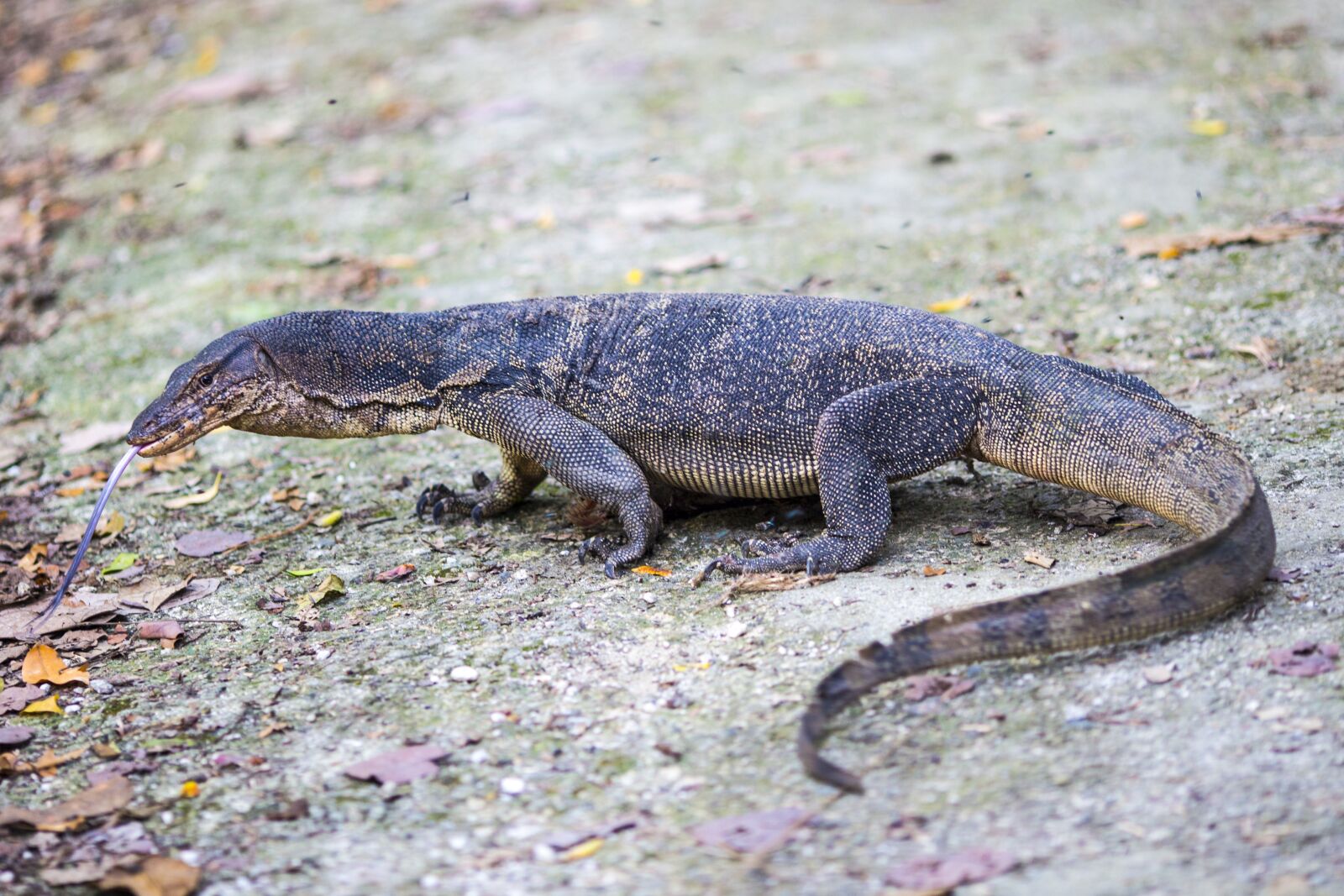 Canon EOS 6D + Canon EF 135mm F2L USM sample photo. Reptile, singapore, natural photography