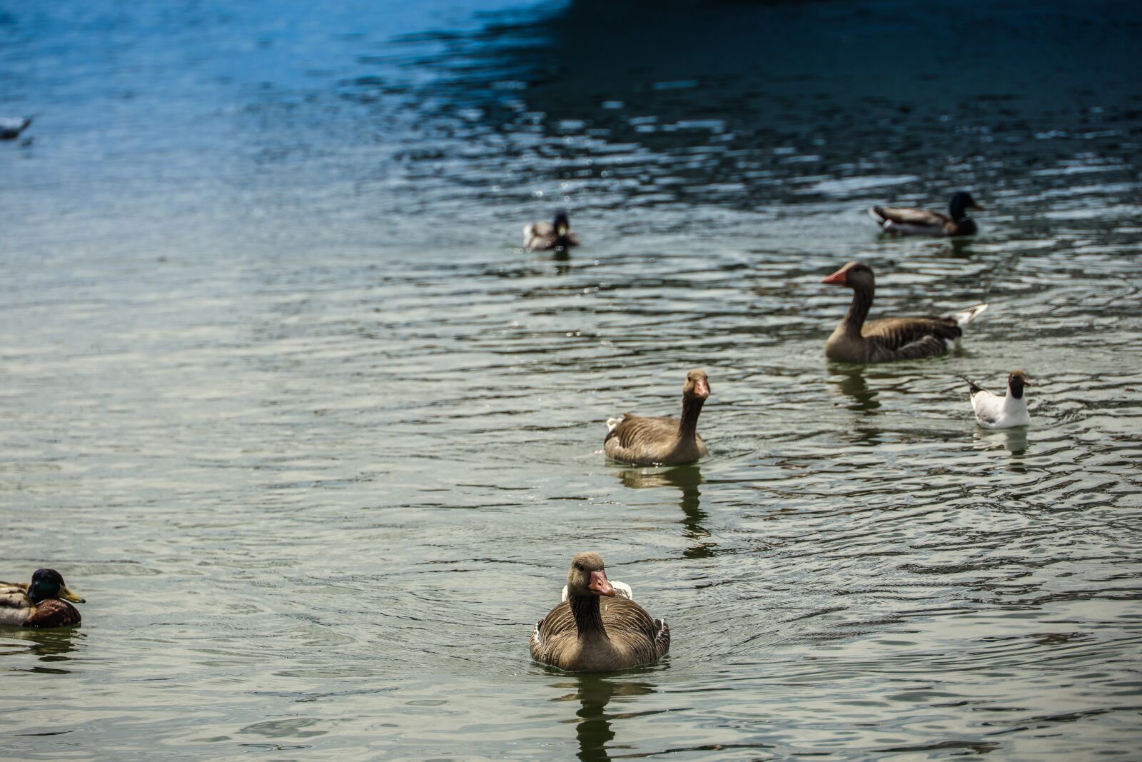 Canon RF 24-240mm F4-6.3 IS USM sample photo. Duck, bird, animal photography