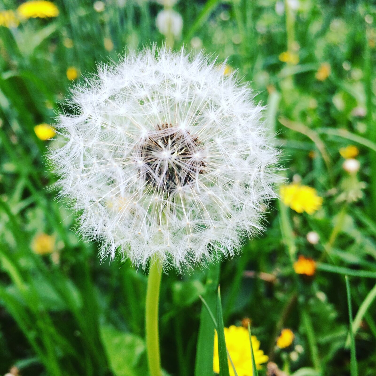 iPhone 5s back camera 4.15mm f/2.2 sample photo. Dandelion, summer, green photography