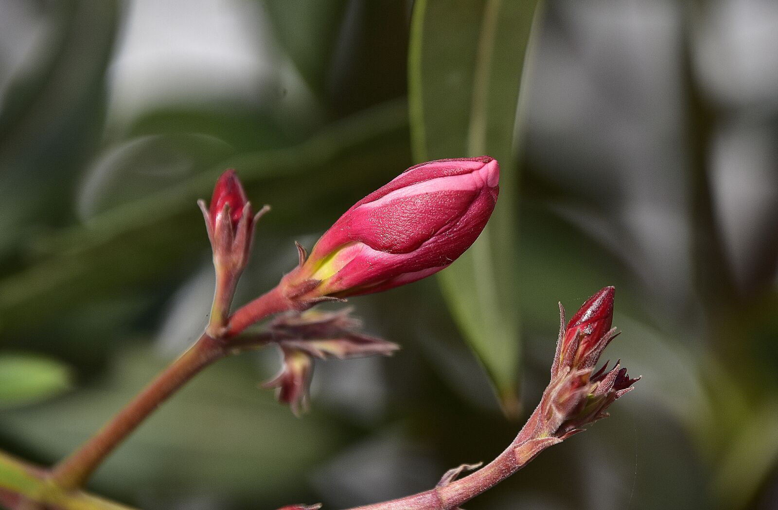 Nikon D7200 sample photo. Flower, garden, plant photography