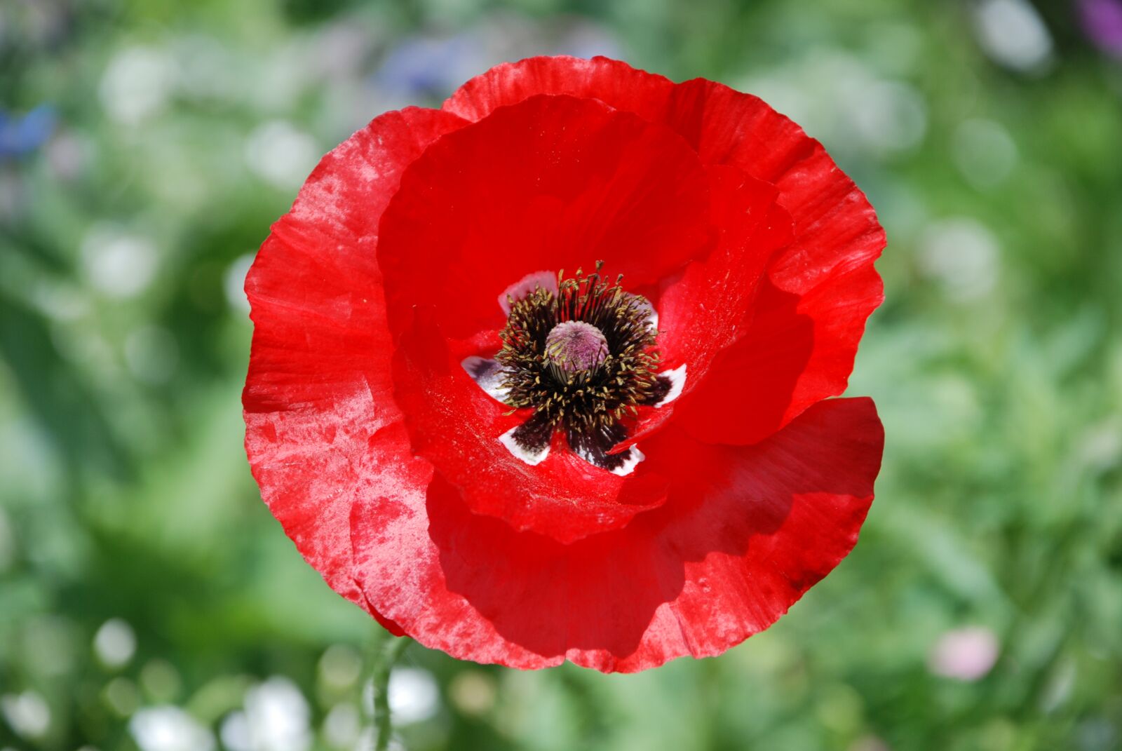 Nikon D80 sample photo. Poppy, blossom, bloom photography
