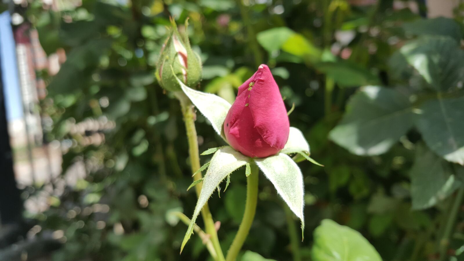 Samsung Galaxy Note5 sample photo. Rose, garcia, spring photography