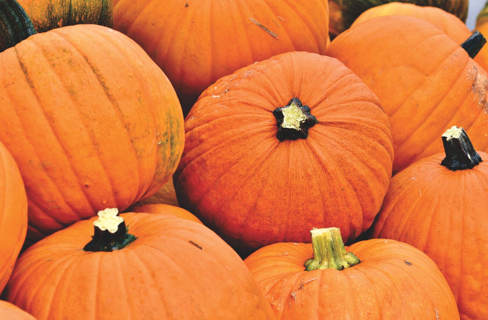 Nikon D7200 sample photo. Pumpkin, fruit, autumn photography