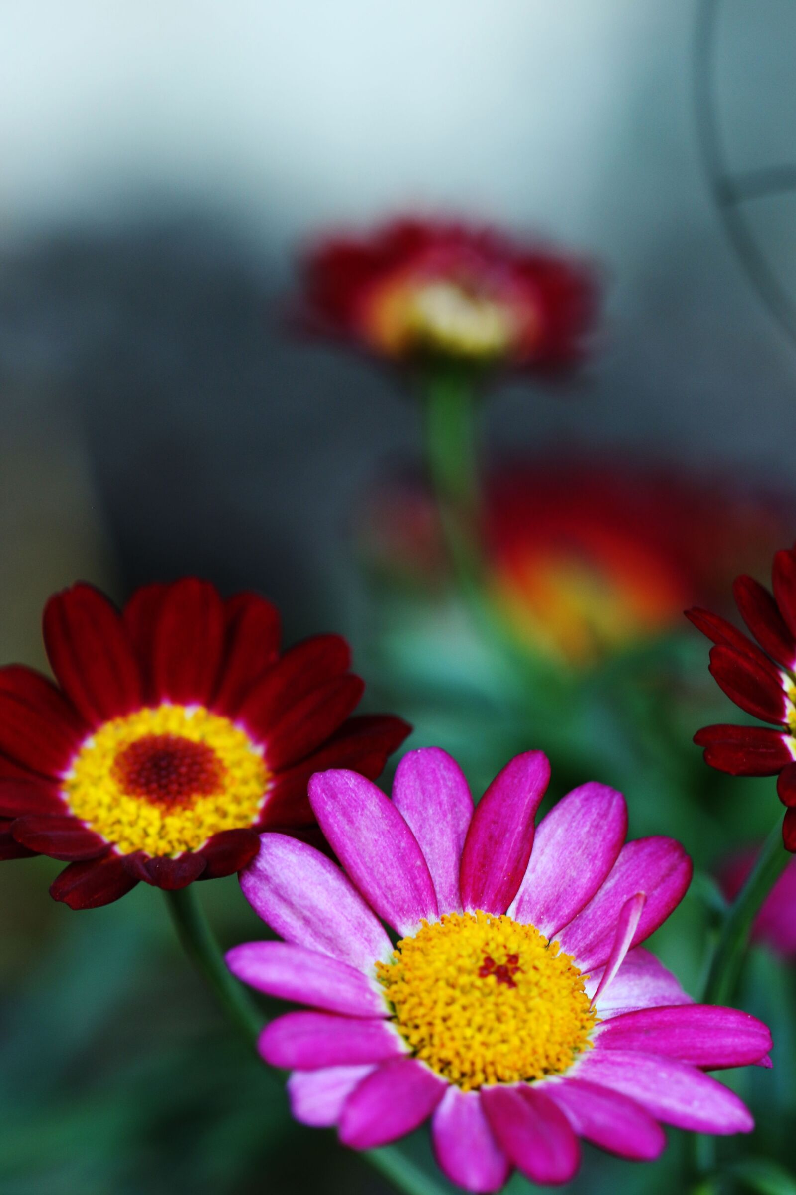 Canon EOS 7D Mark II sample photo. Flowers, summer flowers, garden photography