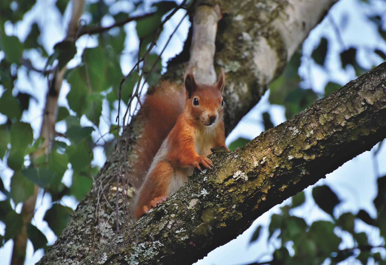 Nikon D7200 sample photo. Squirrel, verifiable kitten, rodent photography