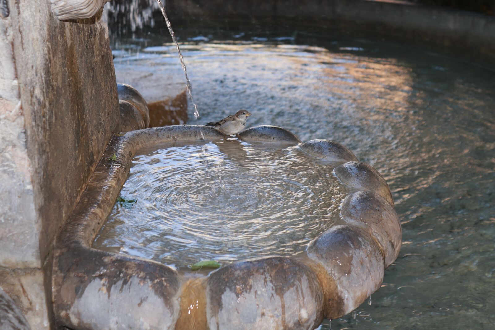 Canon EOS 200D (EOS Rebel SL2 / EOS Kiss X9) sample photo. Water feature, fountain, bird photography