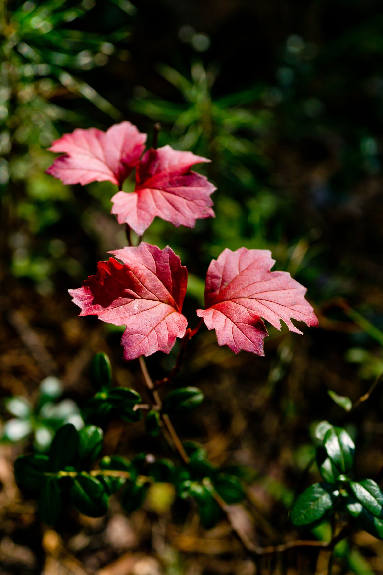 Minolta AF 50mm F3.5 Macro sample photo. Leaves, autumn, red leaf photography