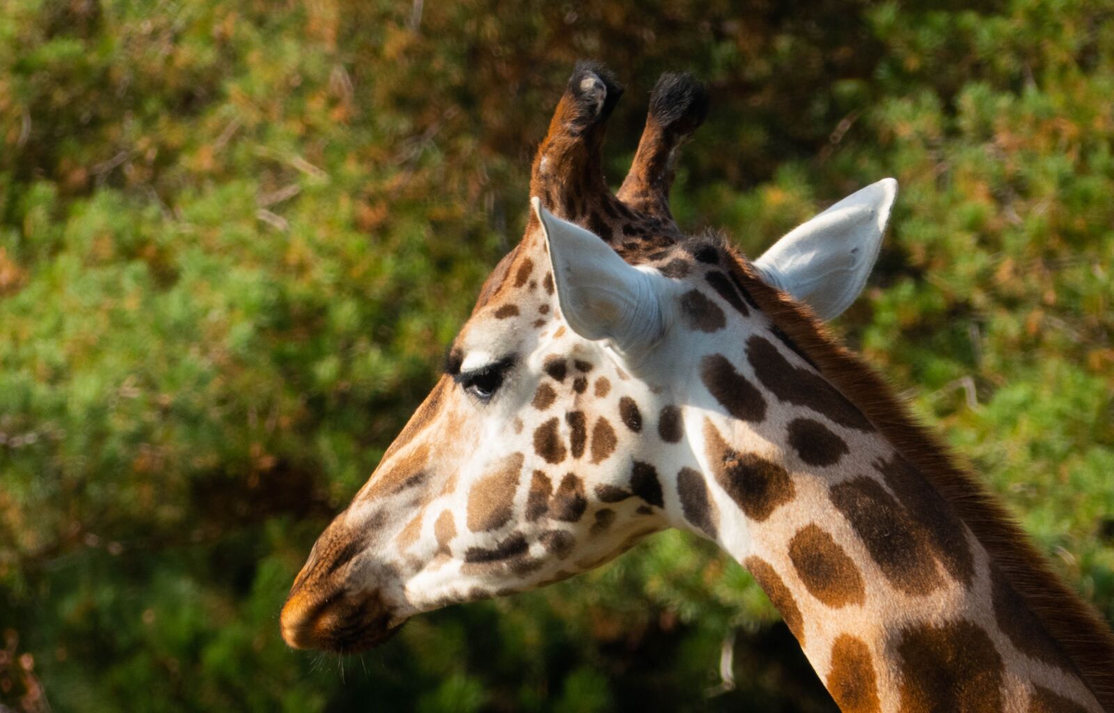 Panasonic Lumix DMC-FZ300 sample photo. Giraffe, animal, mammal photography