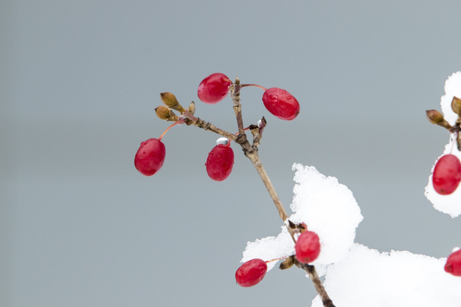 Canon EF 70-200mm F2.8L USM sample photo. Snow, wood, winter photography