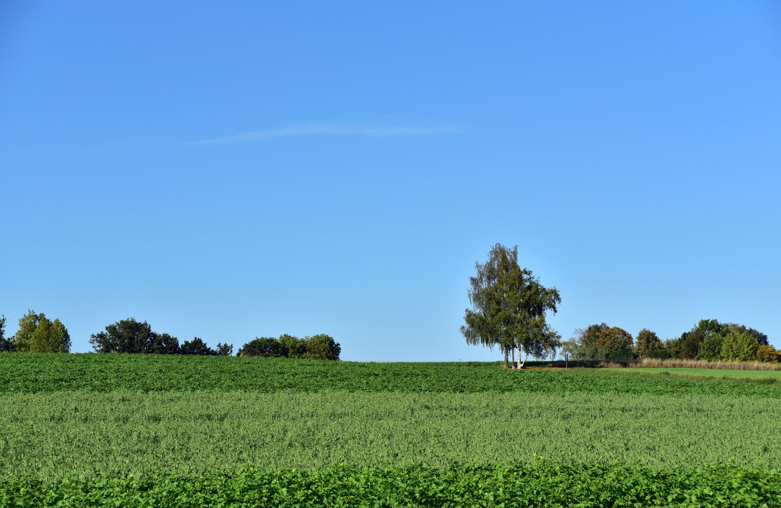 Nikon D750 sample photo. Horizon, trees, meadow photography