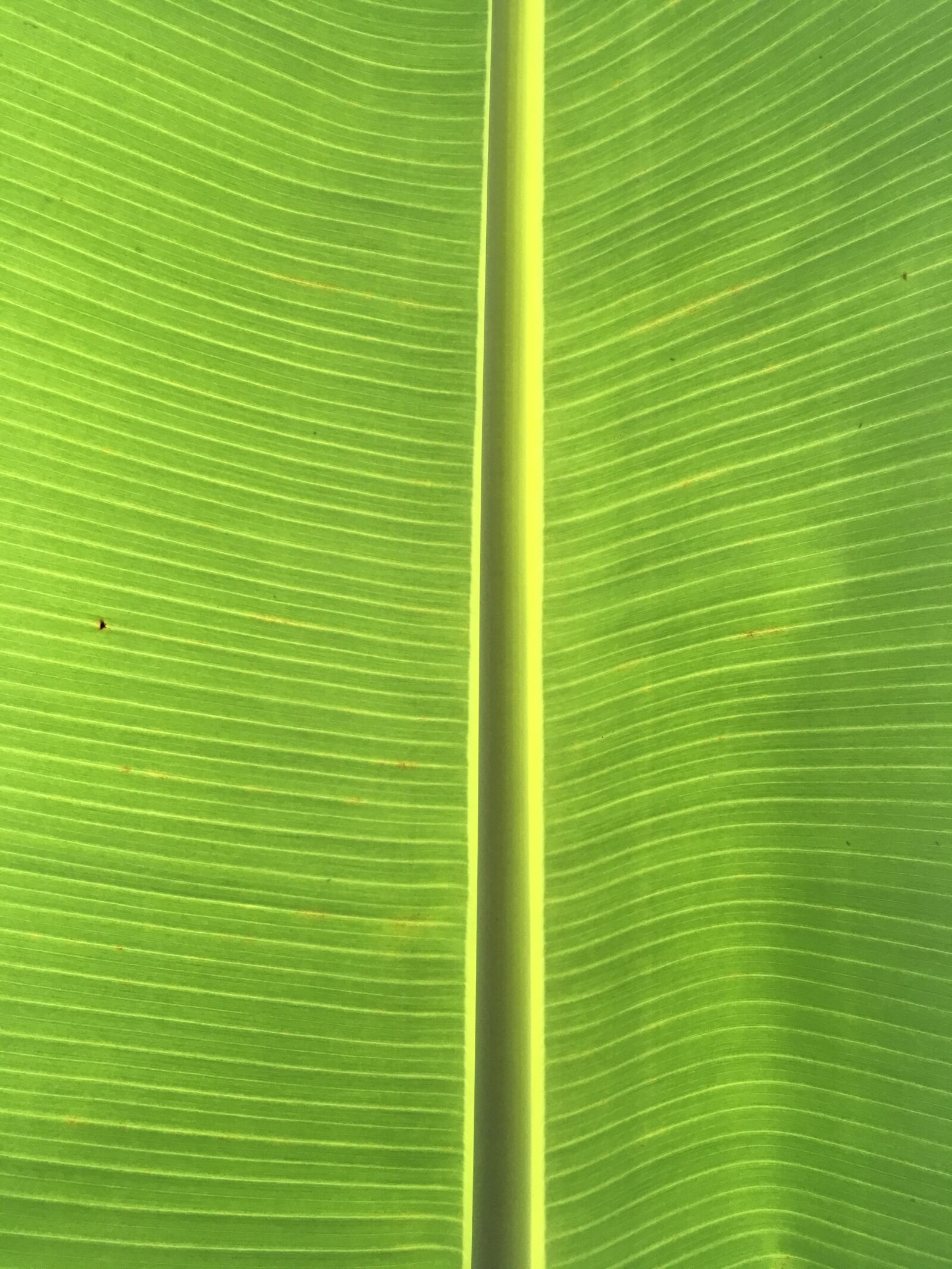 iPad Pro back camera 4.15mm f/2.2 sample photo. Leaf, texture, green photography