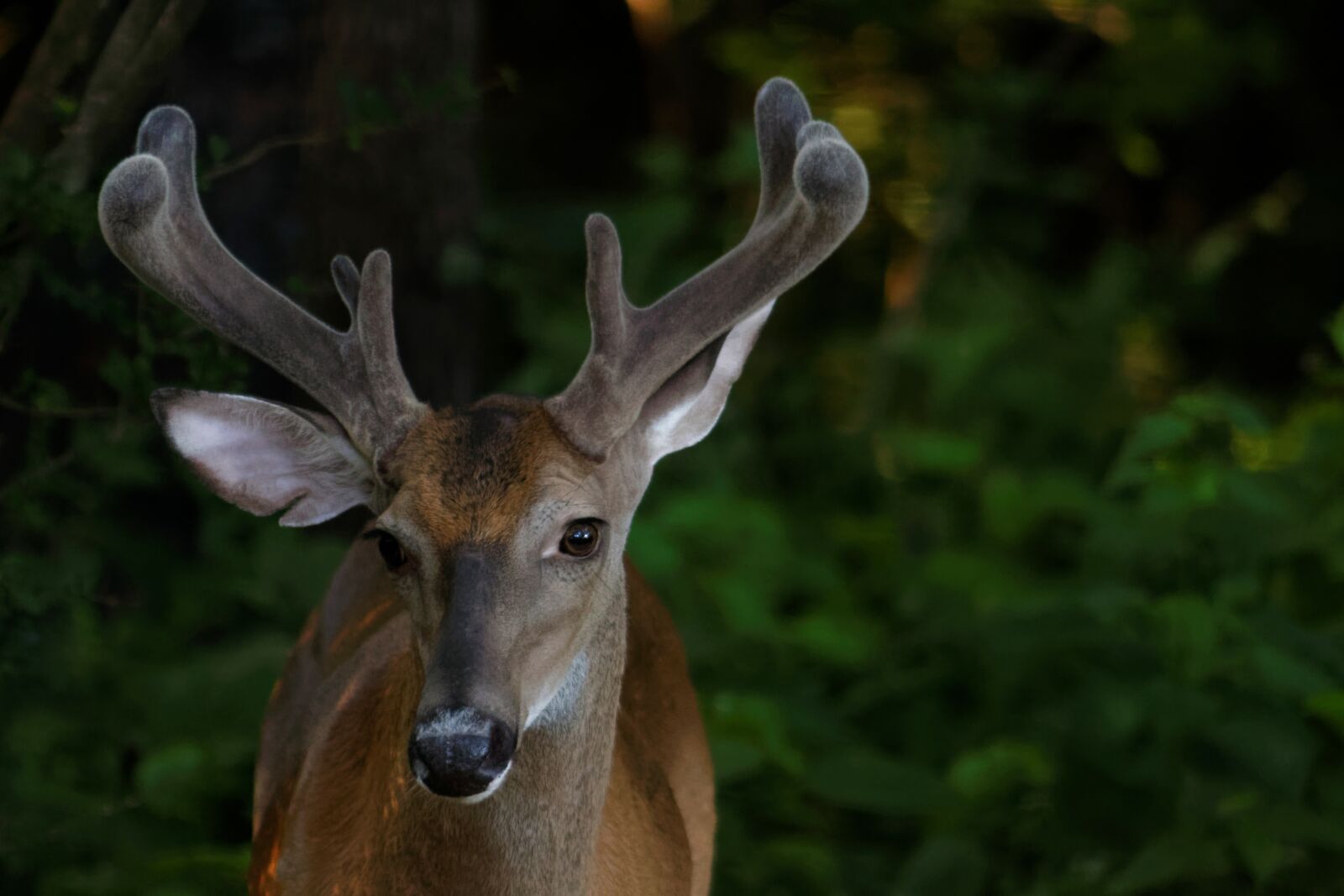 Canon EOS 70D sample photo. Buck, whitetail, deer photography
