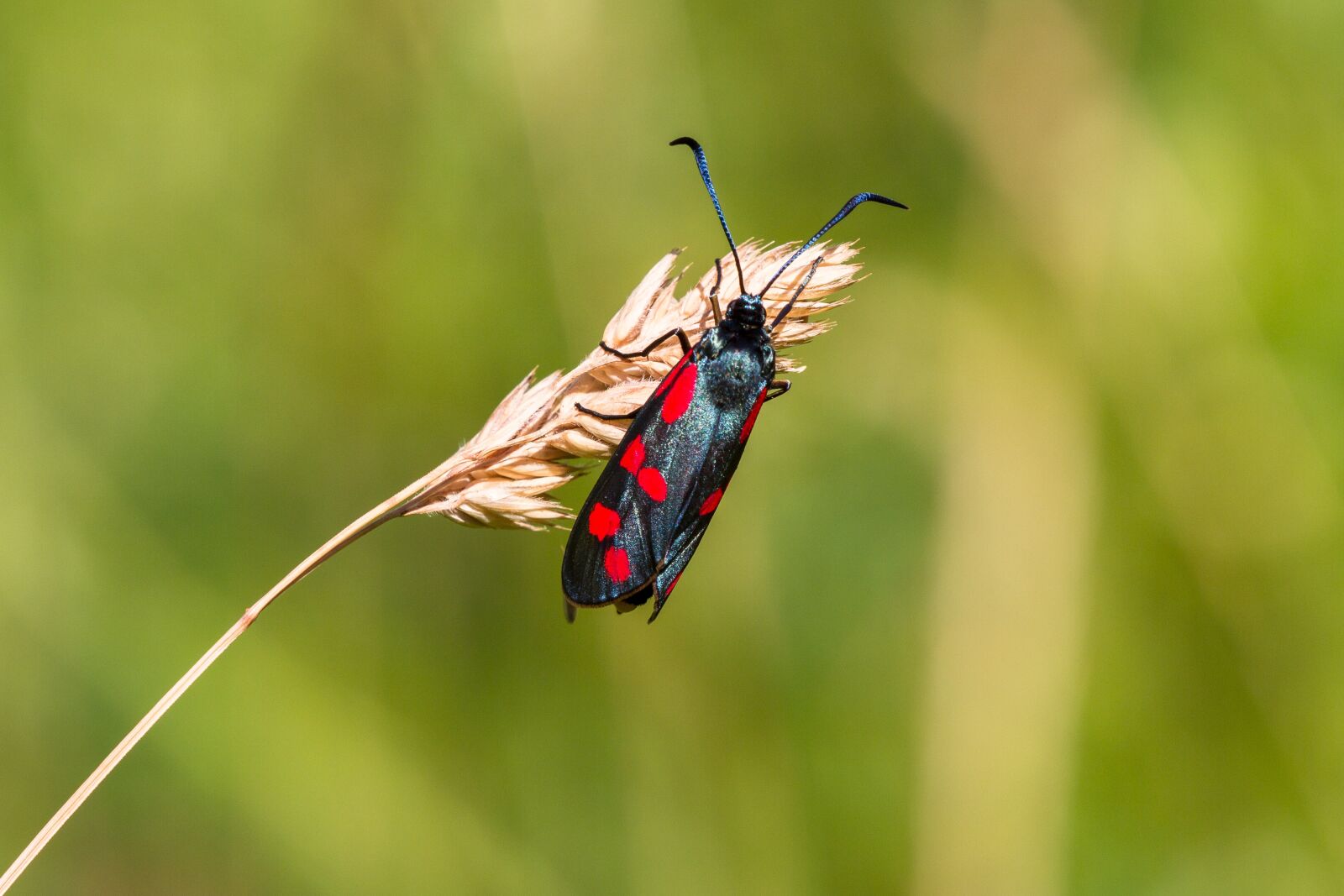 Canon EOS 7D sample photo. Blood, rotwidderchen, insect photography