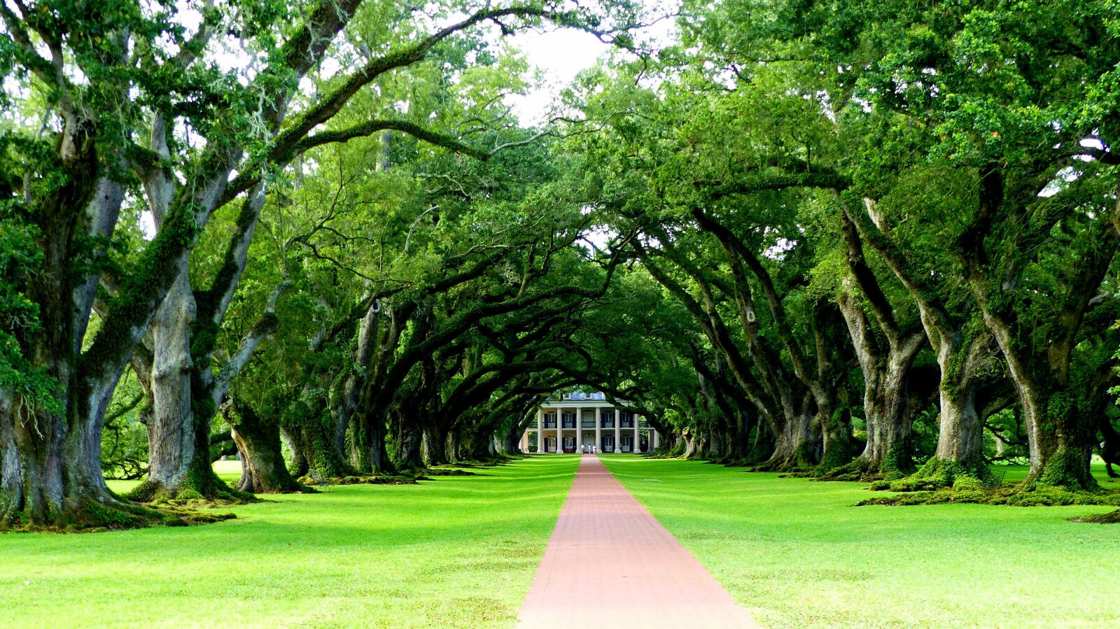 Panasonic Lumix DMC-FZ200 sample photo. Louisiana, trees, allee photography