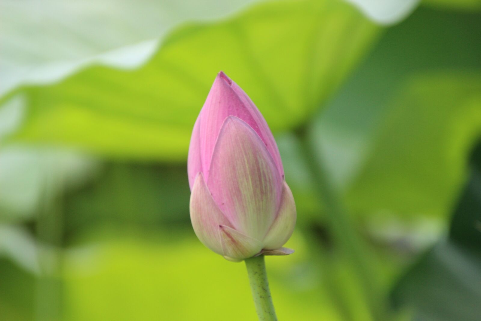 Canon EOS 600D (Rebel EOS T3i / EOS Kiss X5) sample photo. Lotus, water lily, lotus photography