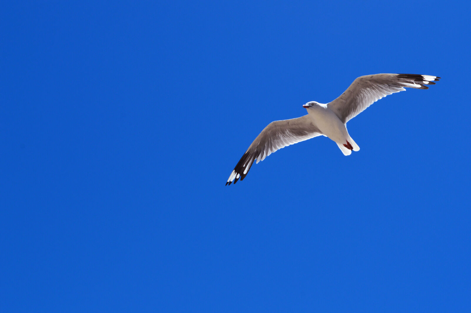 Nikon D3200 sample photo. Bird, blue, sky, clear photography
