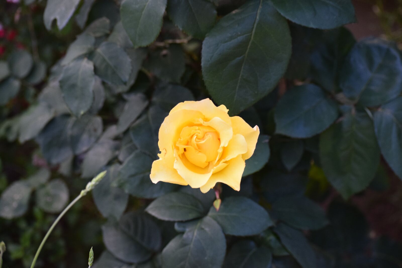 Nikon D3300 sample photo. Pink, flower, yellow photography