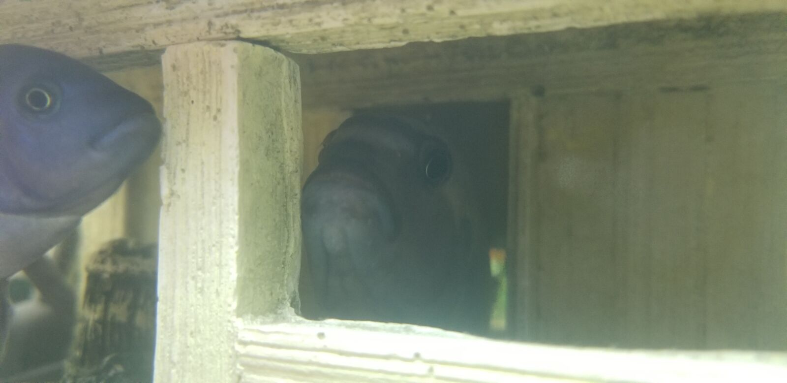 Samsung Galaxy S8 sample photo. African cichlids, aquarium, ominousfish photography