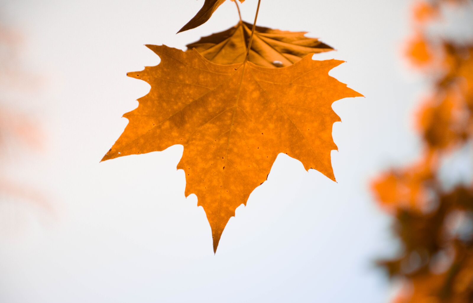 Nikon D7200 sample photo. Fall, autumn, leaves photography