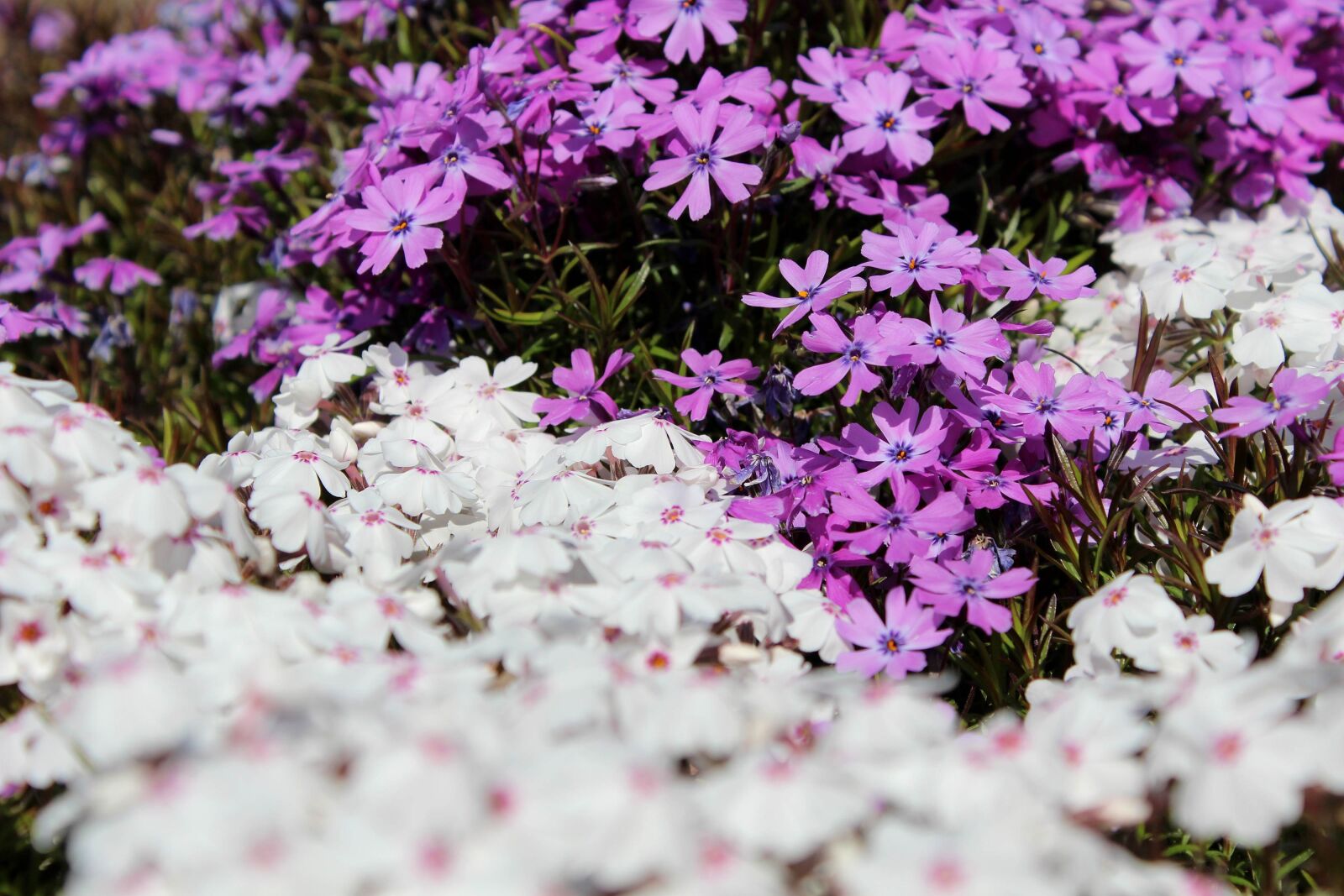 Canon EOS 1200D (EOS Rebel T5 / EOS Kiss X70 / EOS Hi) sample photo. Flowers, floral, colorful photography