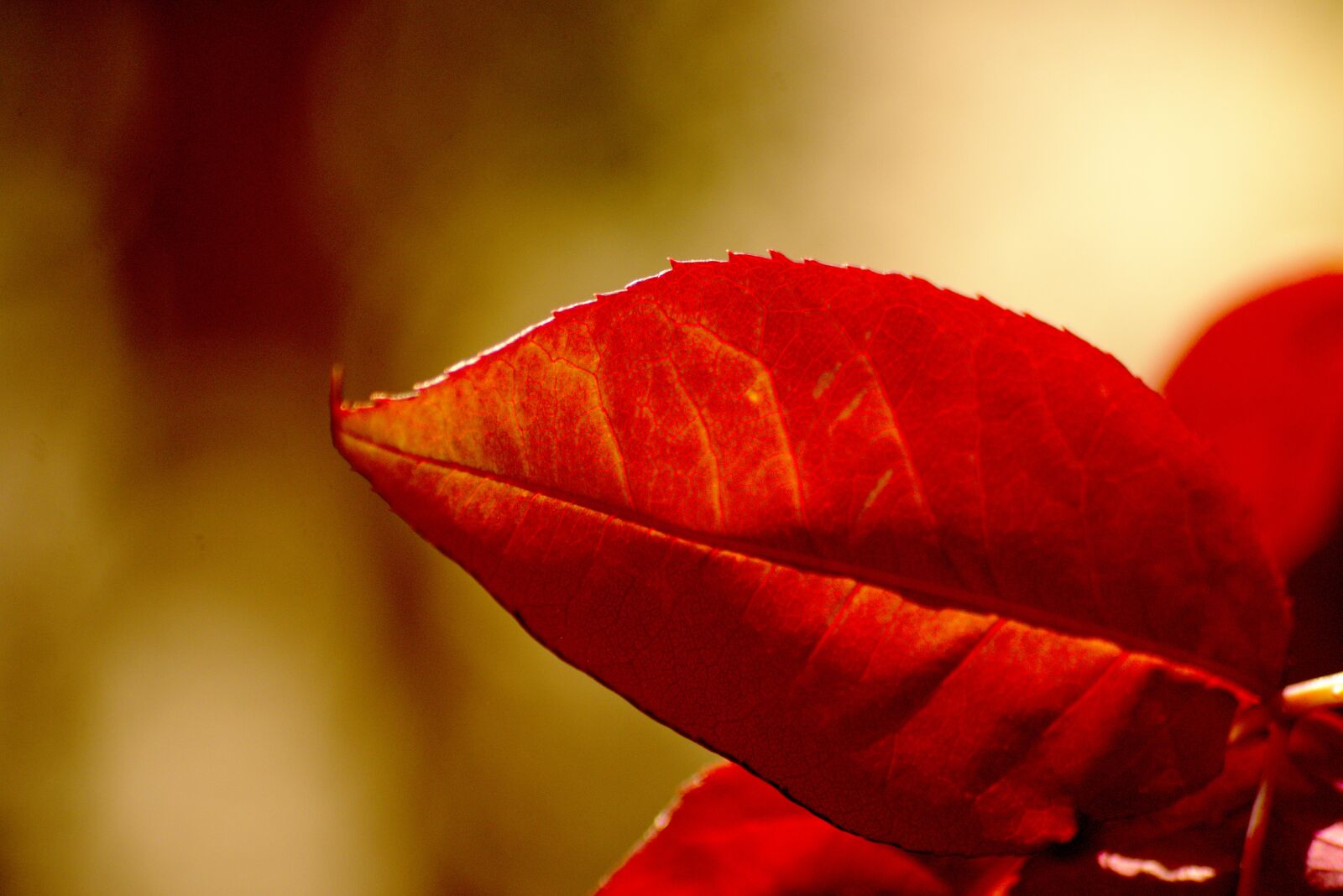 Nikon D5500 sample photo. Flower, plant, leave photography