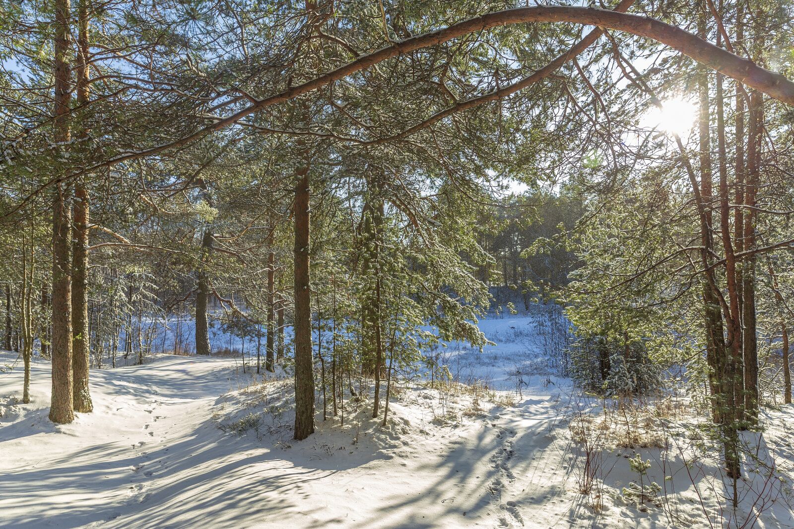 Canon EF 24-70mm F2.8L II USM sample photo. Winter, sestroretsk, february photography