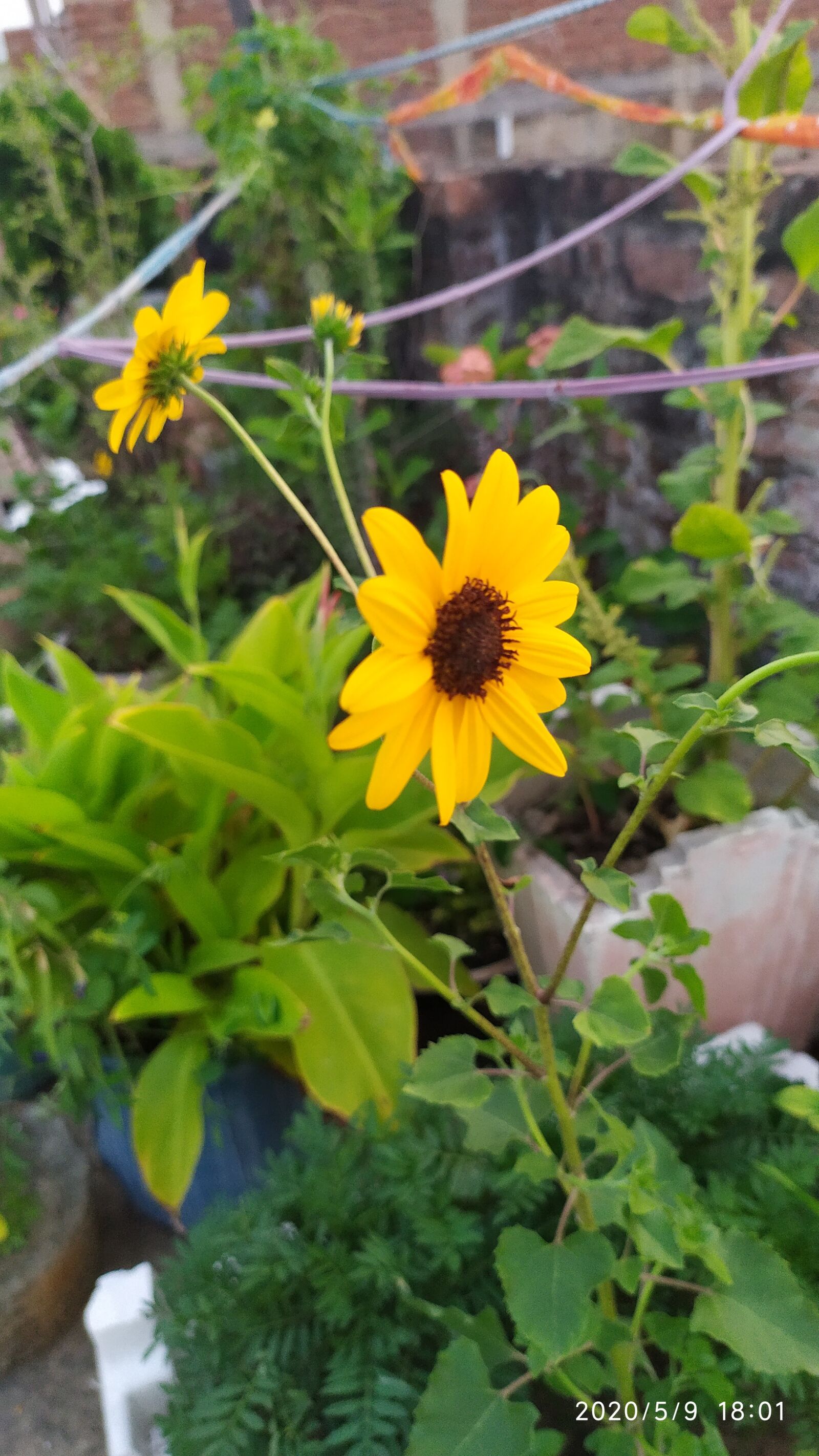 Xiaomi Redmi Note 7S sample photo. Flower, sunflower, nature photography