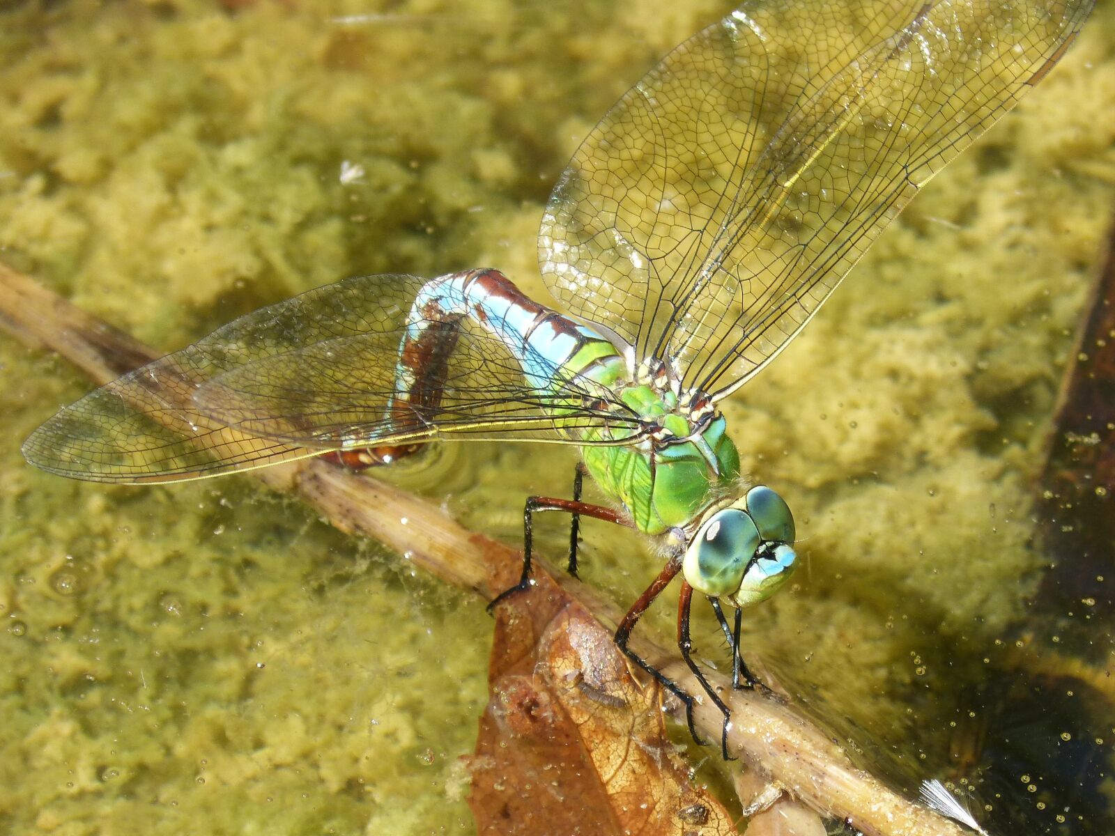 Panasonic DMC-FZ62 sample photo. Dragonfly, aeshna cyanea, wet photography