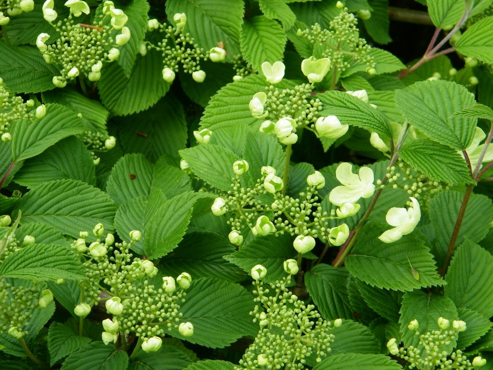 Kodak EASYSHARE Z1015 IS DIGITAL CAMERA sample photo. Viburnum, plant, flowering photography