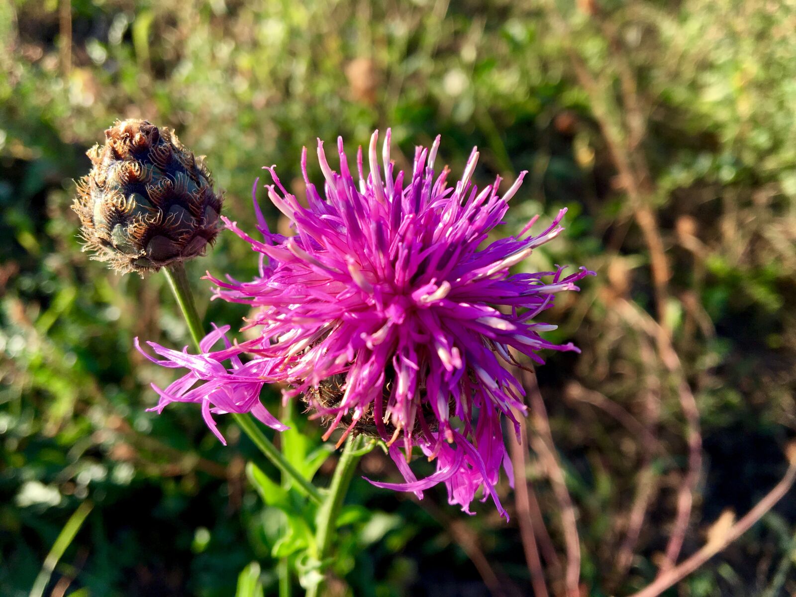 Apple iPhone 6s sample photo. Wayside plant, thistle head photography