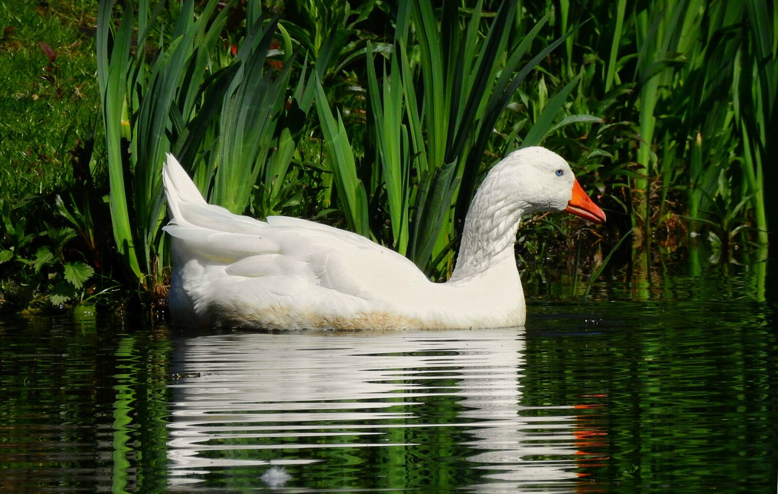 Nikon Coolpix P900 sample photo. Goose, water bird, animal photography