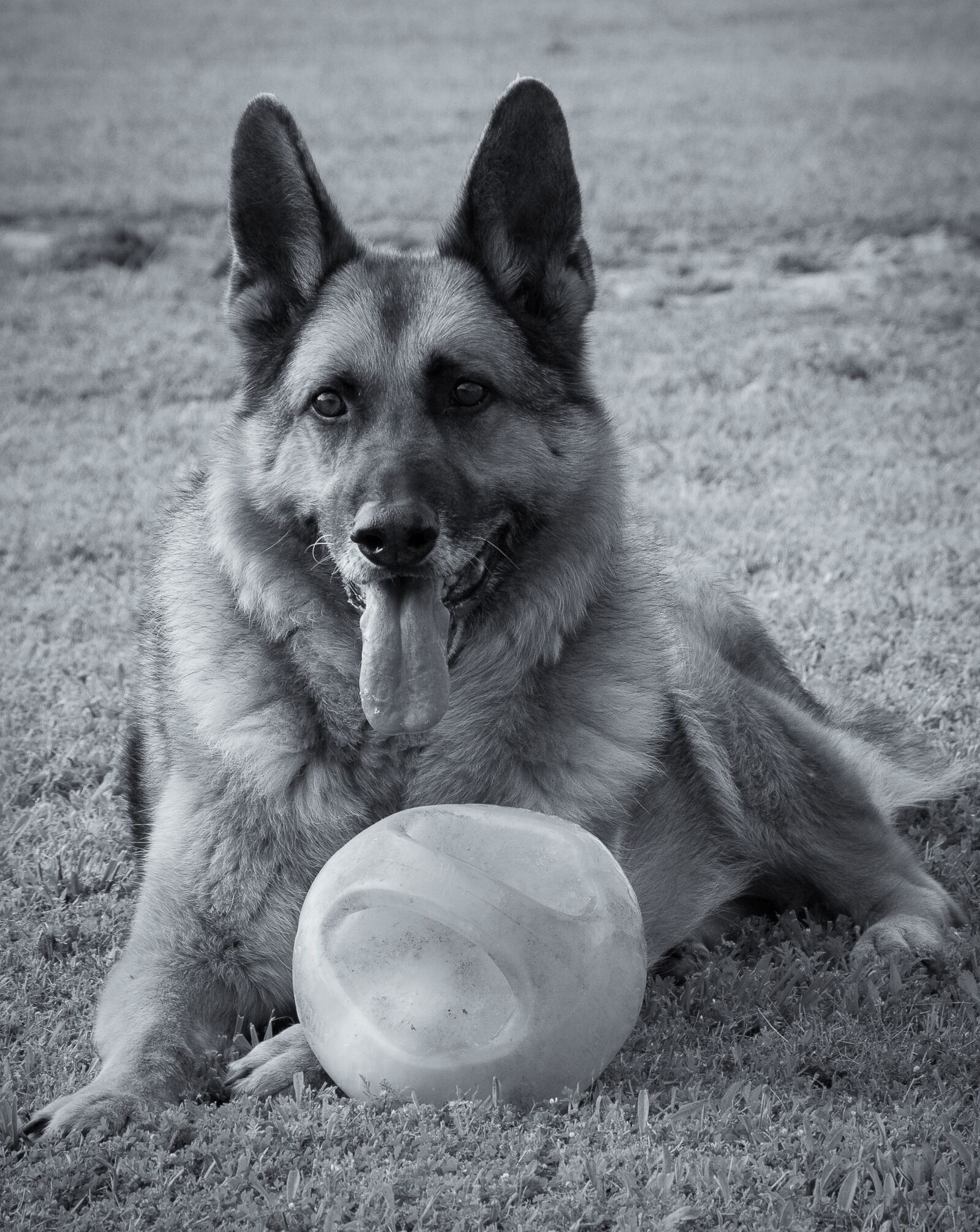 Nikon D5200 sample photo. Animal, dog, german shepherd photography