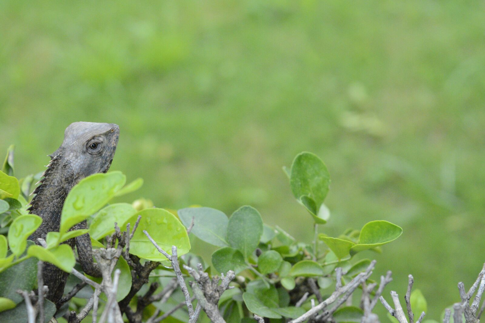 Nikon D5200 sample photo. Chameleon, animal, macro photography