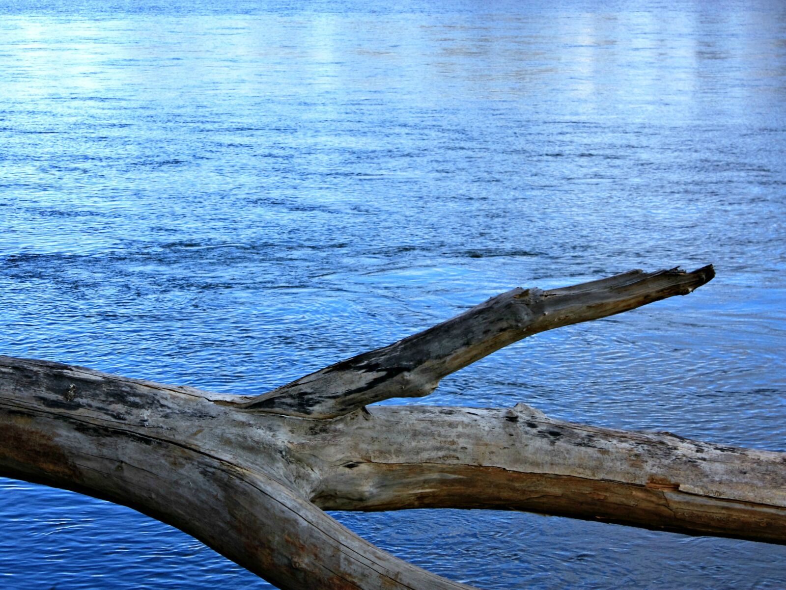 Canon EOS 450D (EOS Rebel XSi / EOS Kiss X2) + Canon EF-S 18-55mm F3.5-5.6 IS sample photo. Background, driftwood, log, river photography
