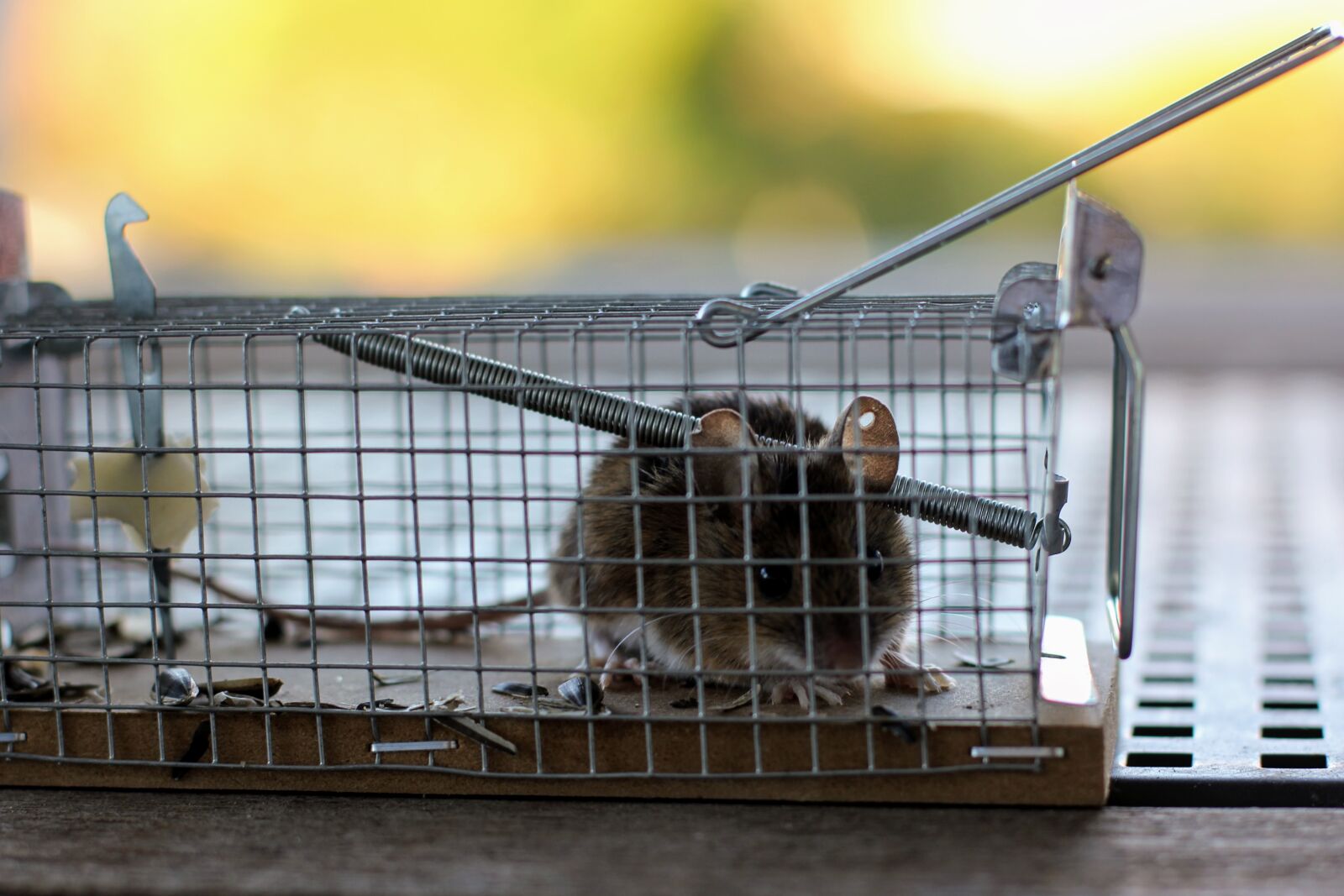 Canon EOS 60D + Canon EF 50mm F1.4 USM sample photo. Mouse, mousetrap, case photography