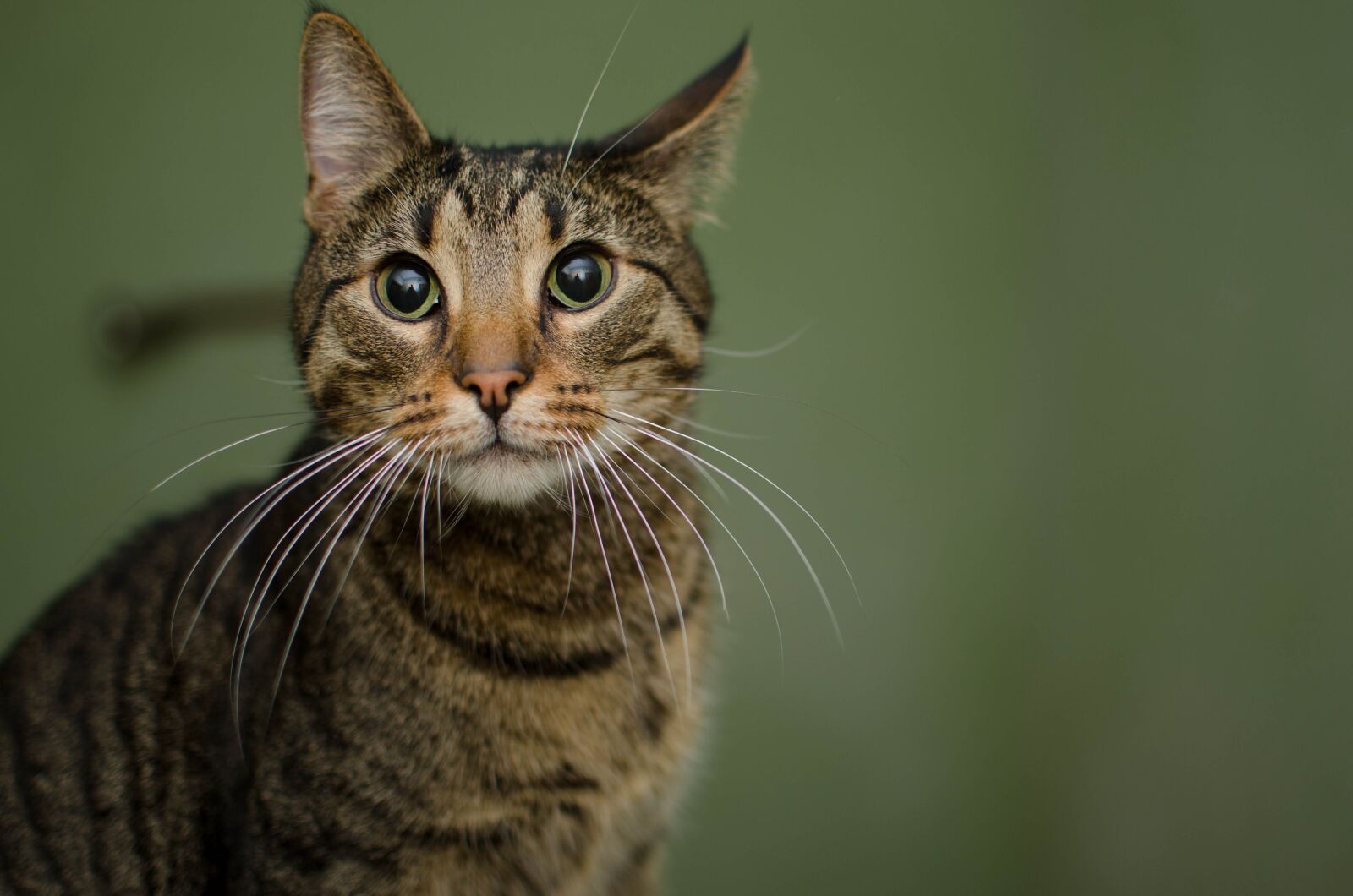 Nikon D7000 sample photo. Cat, animal, domestic cat photography