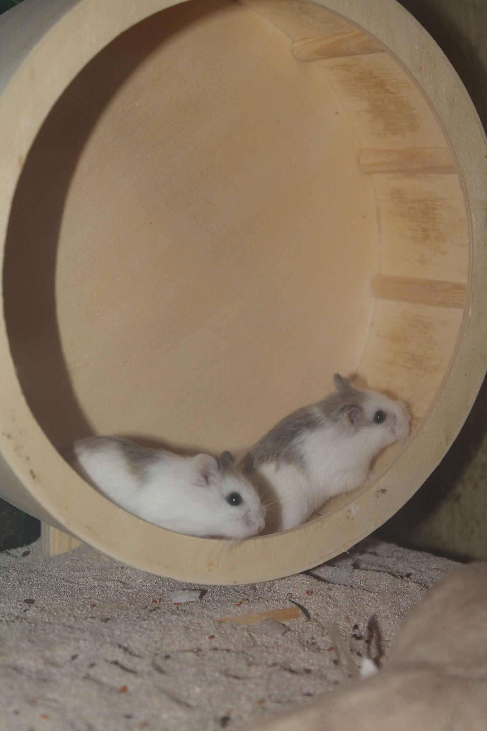 Canon EOS 1100D (EOS Rebel T3 / EOS Kiss X50) sample photo. Roborowski, hamster, dwarf hamster photography