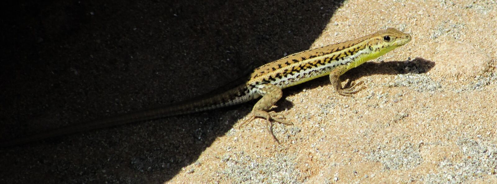 Canon PowerShot SX400 IS sample photo. Acanthodactylus schreiberi, lizard, reptile photography