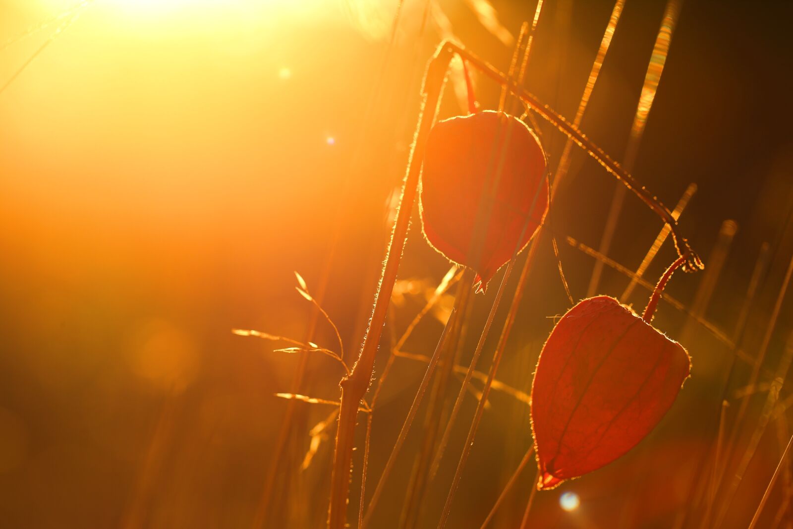 Canon EF 100mm F2.8L Macro IS USM sample photo. Physalis, autumn, orange photography