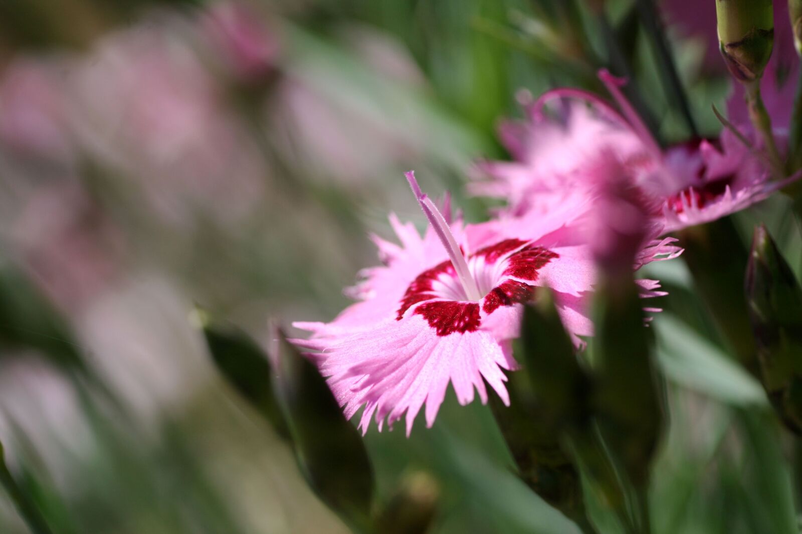 Canon EOS 350D (EOS Digital Rebel XT / EOS Kiss Digital N) sample photo. Flower, garden, pink photography