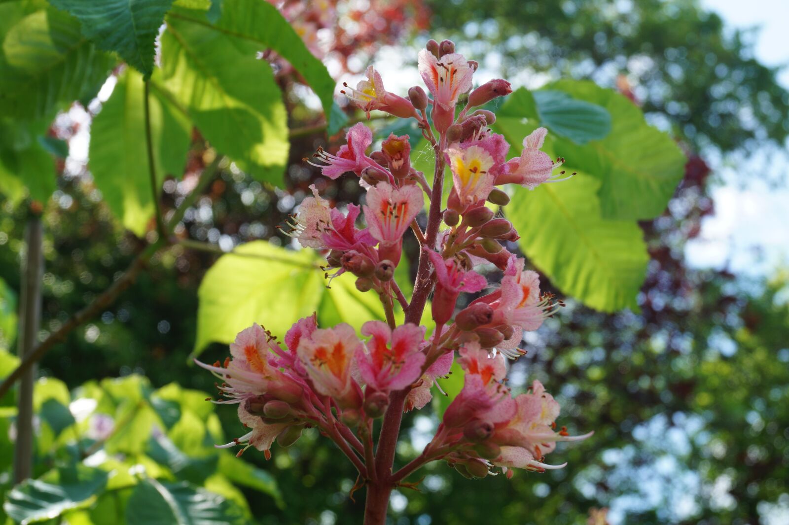 Sony DT 18-55mm F3.5-5.6 SAM II sample photo. Chestnut, blossom, bloom photography