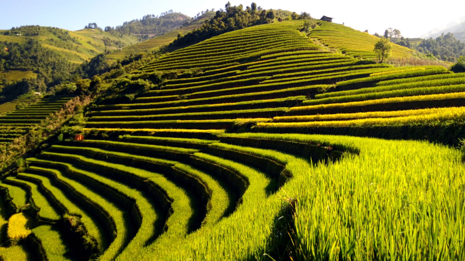 ASUS X013D sample photo. Terraces, travel, rice field photography