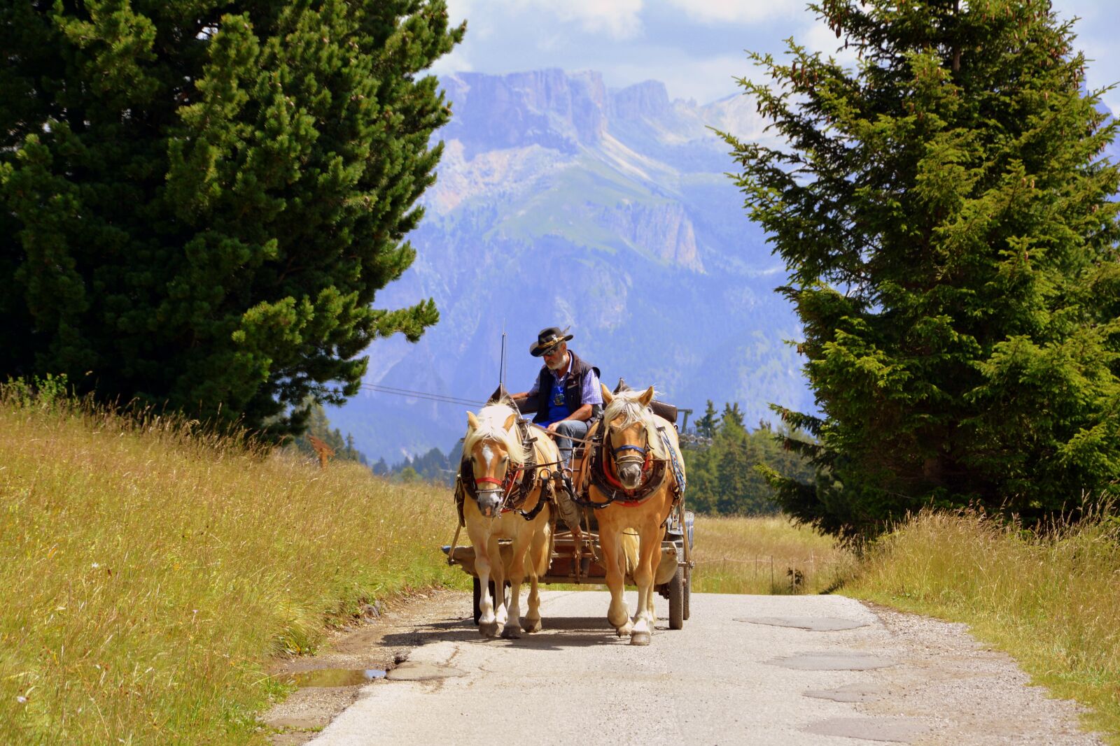 Nikon D7100 sample photo. Horse, carrozza, animals photography