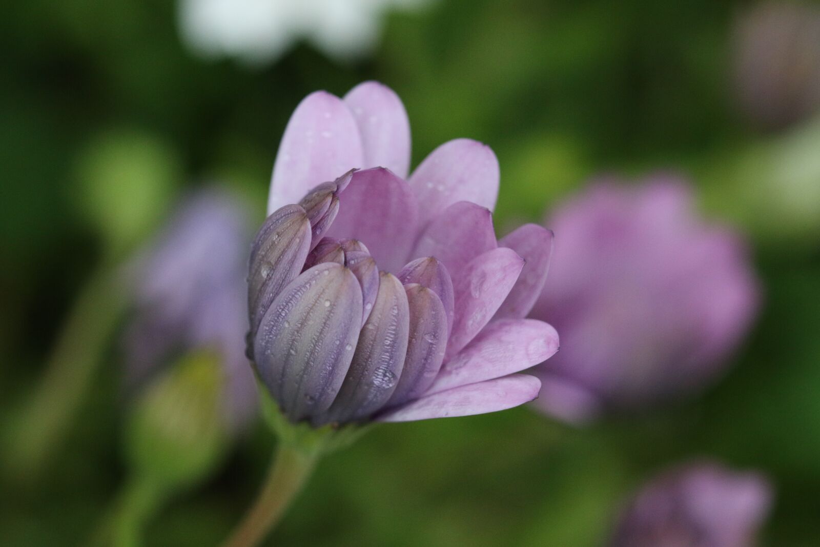 Canon EOS 70D + Canon EF 100mm F2.8 Macro USM sample photo. Pink, purple, flower photography