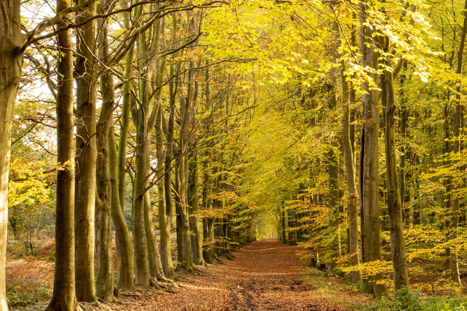 Nikon D7200 sample photo. Autumn, fall, golden photography