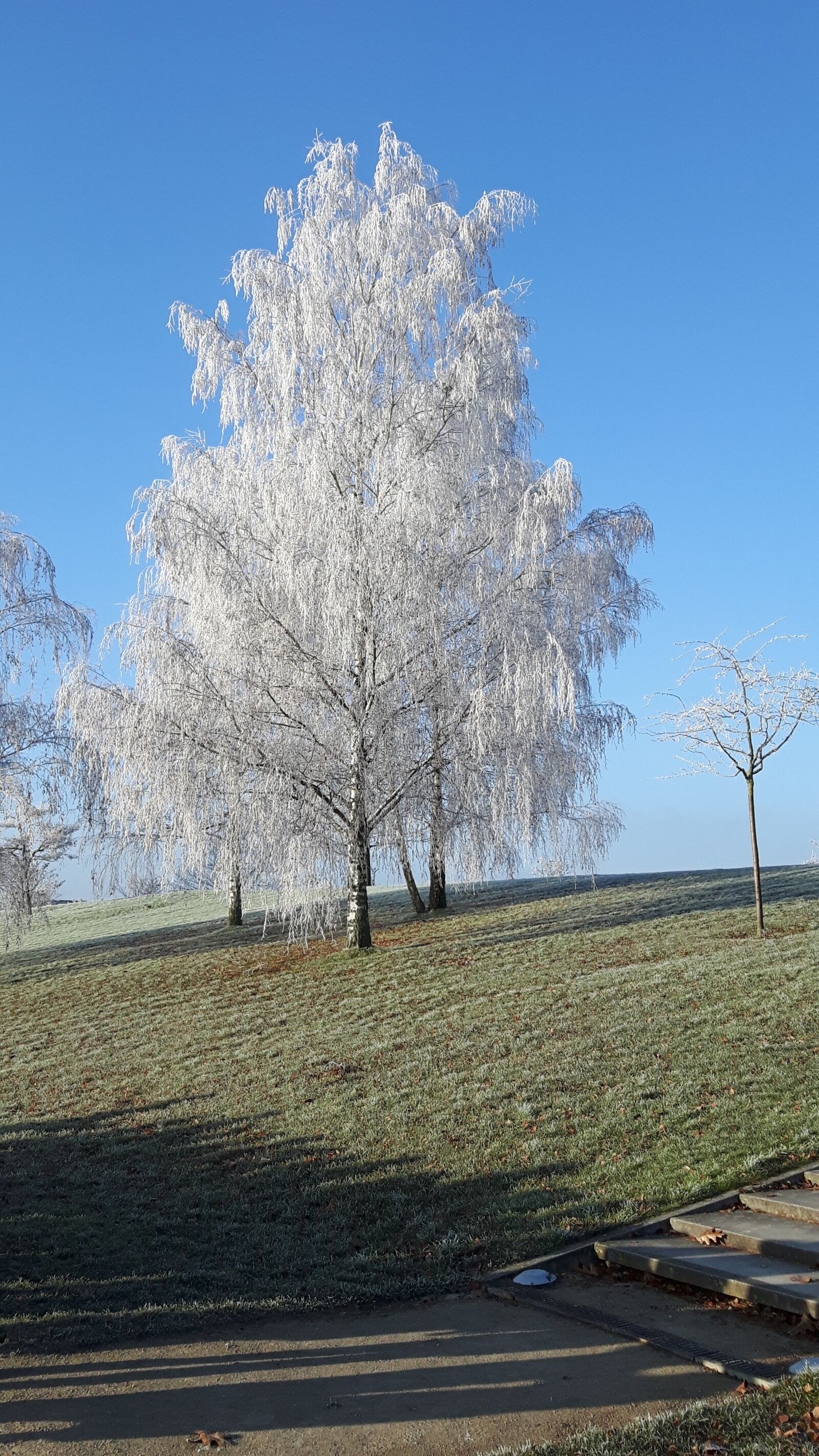 Samsung Galaxy S5 Neo sample photo. Winter, frost, tree photography